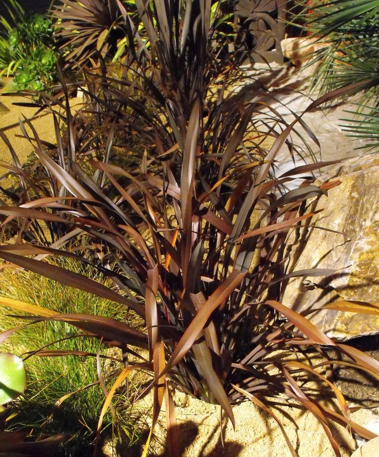 Fórmio 'Platt's Black' (Phormium 'Platt's Black')