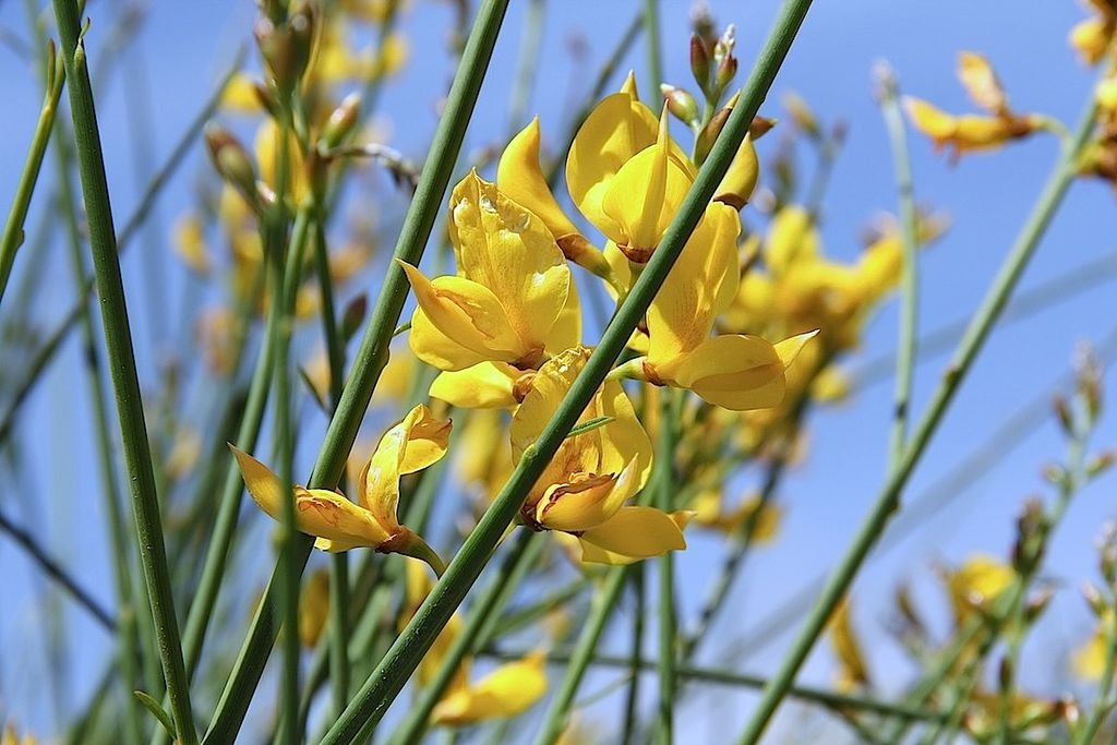 Giesta (Spartium junceum)