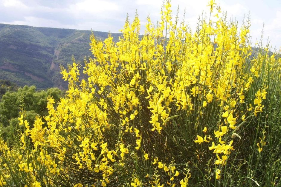 Onde plantar Giesta (Spartium junceum)_2