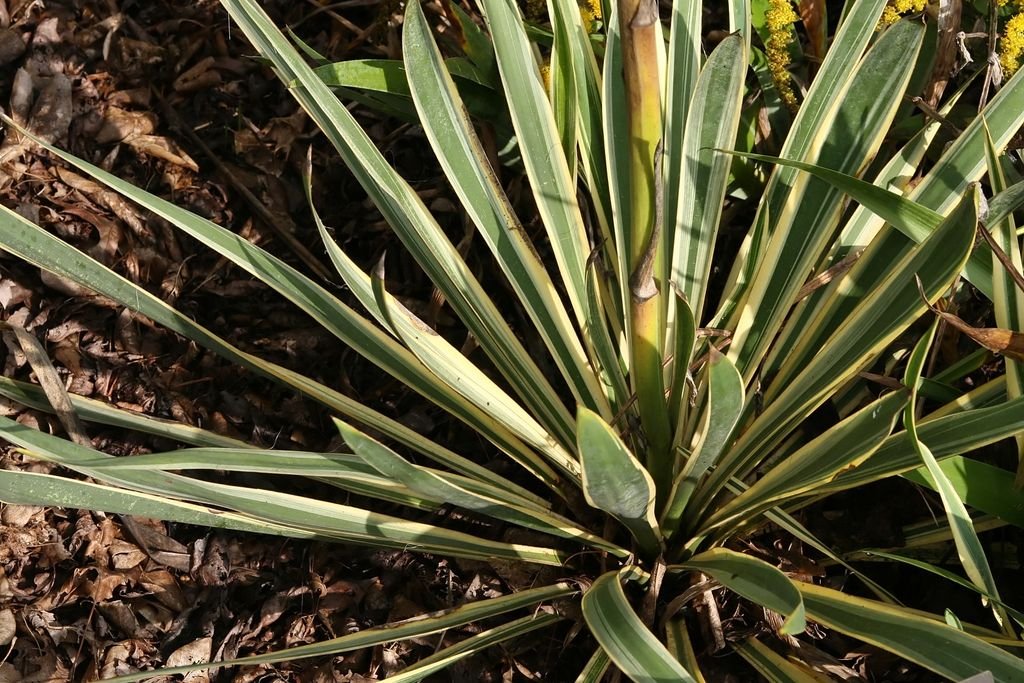 Iúca 'Bright Edge' (Yucca filamentosa 'Bright Edge')