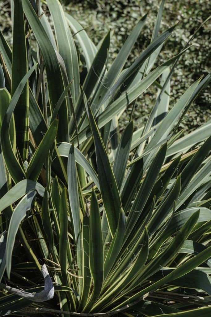 Como plantar Iúca 'Bright Edge' (Yucca filamentosa 'Bright Edge')_1