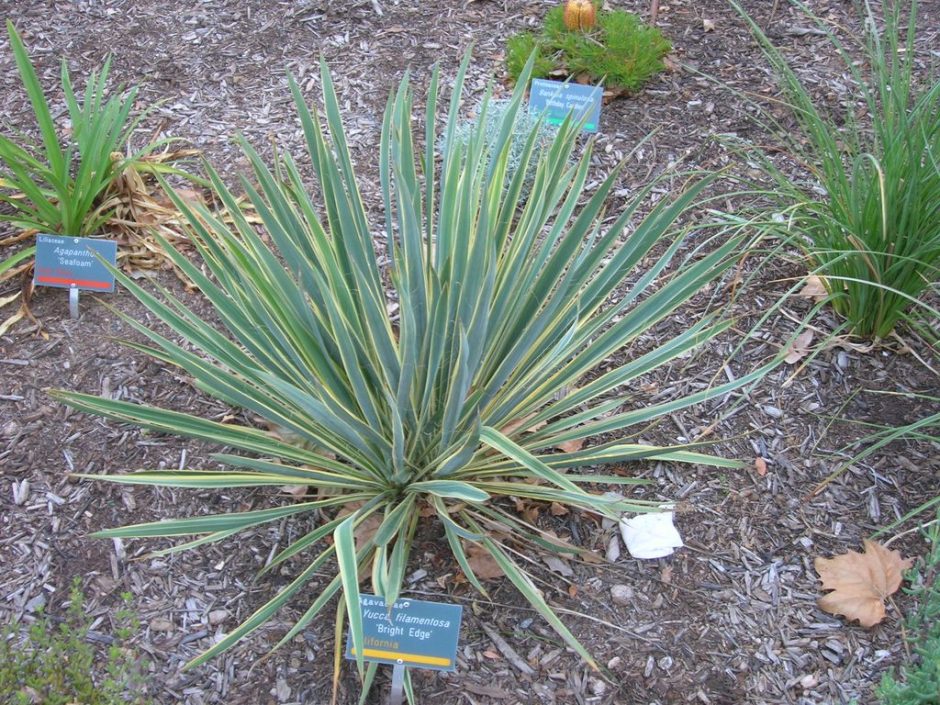 Onde plantar Iúca 'Bright Edge' (Yucca filamentosa 'Bright Edge')_2
