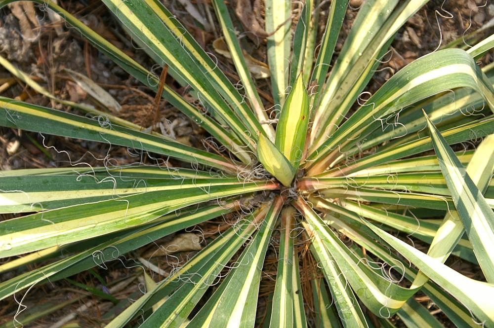 Iúca 'Color Guard' (Yucca filamentosa 'Color Guard')
