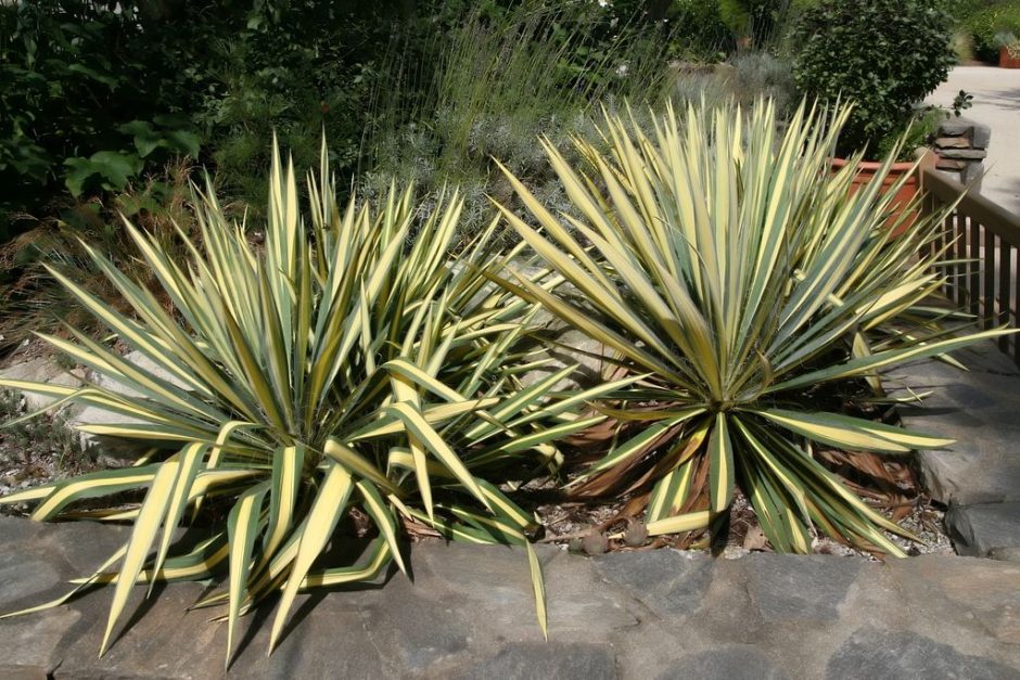 Como plantar Iúca 'Color Guard' (Yucca filamentosa 'Color Guard')_1