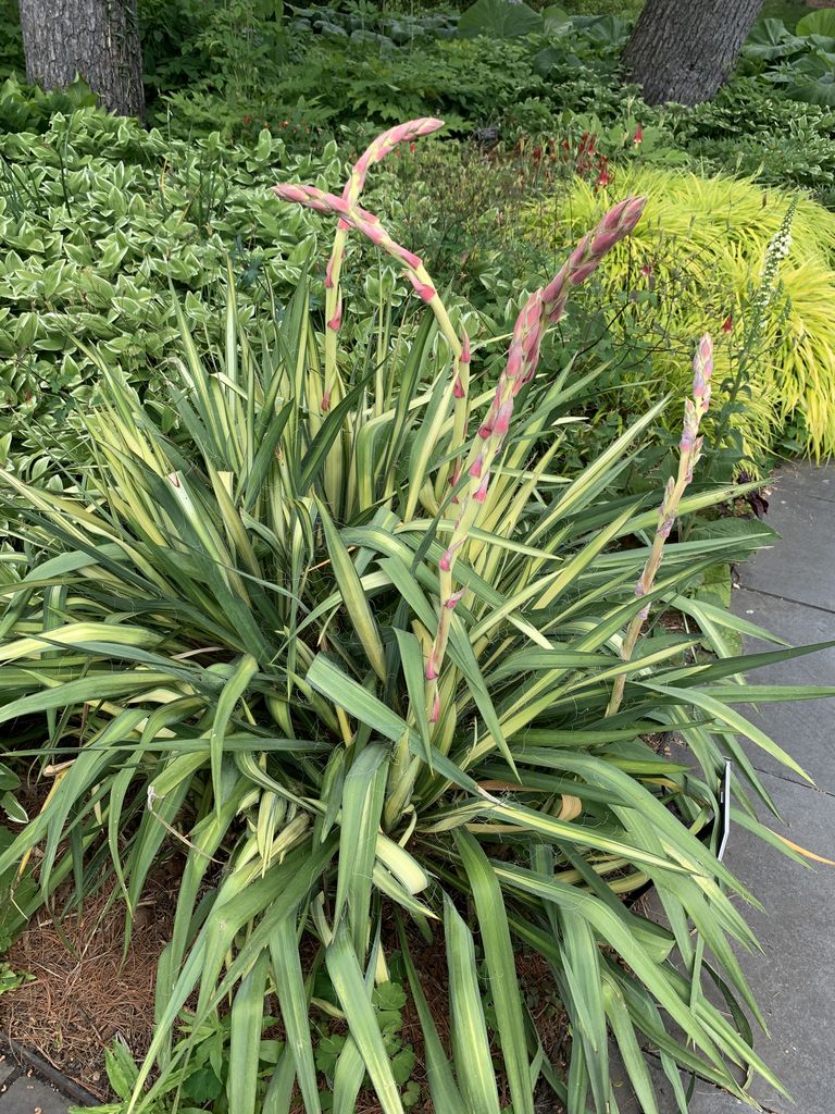 Iúca 'Golden Sword' (Yucca flaccida 'Golden Sword')