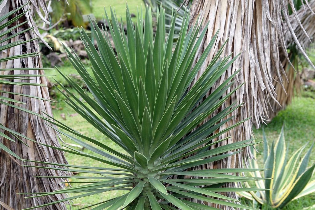 Iúca aloifolia (Yucca aloifolia)