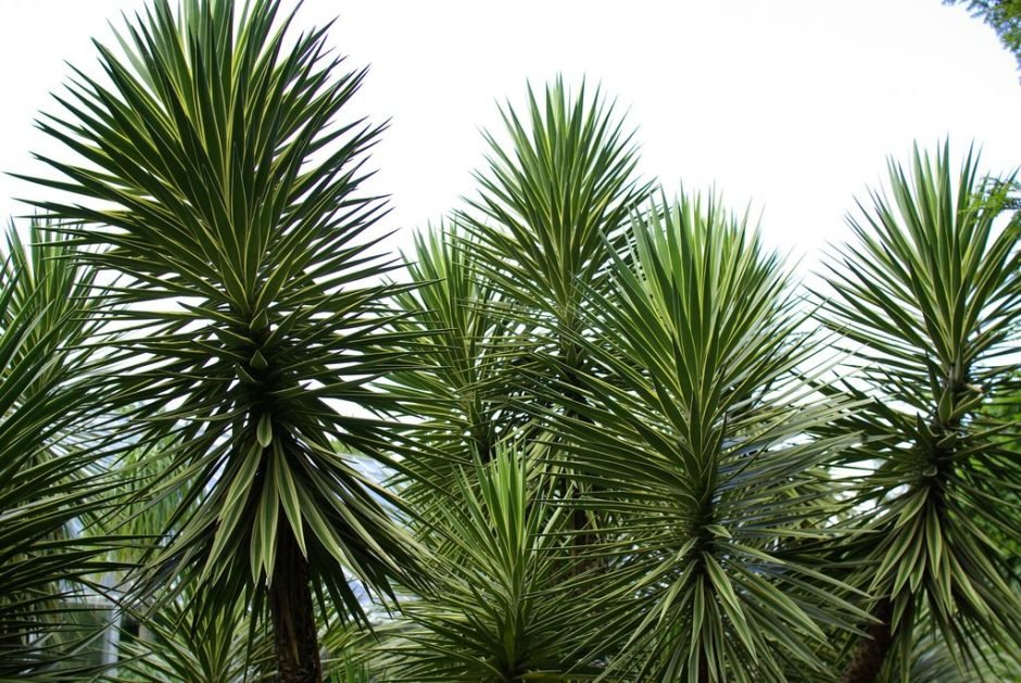 Como plantar Iúca aloifolia (Yucca aloifolia)_1