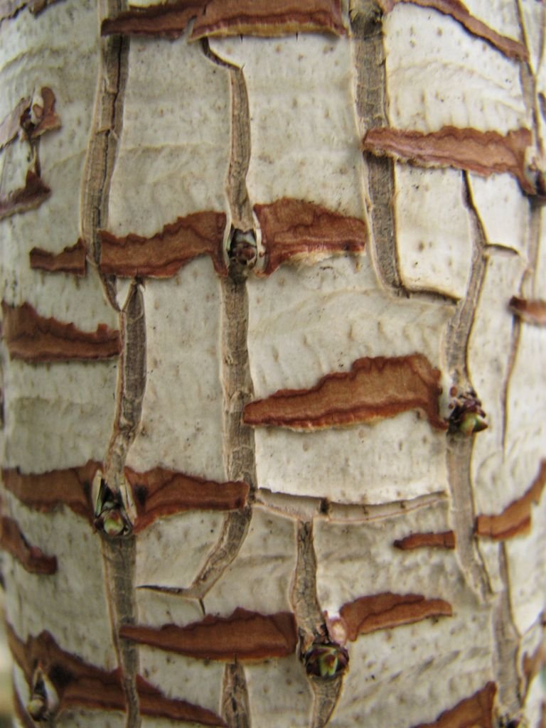 Onde plantar Iúca aloifolia (Yucca aloifolia)_2