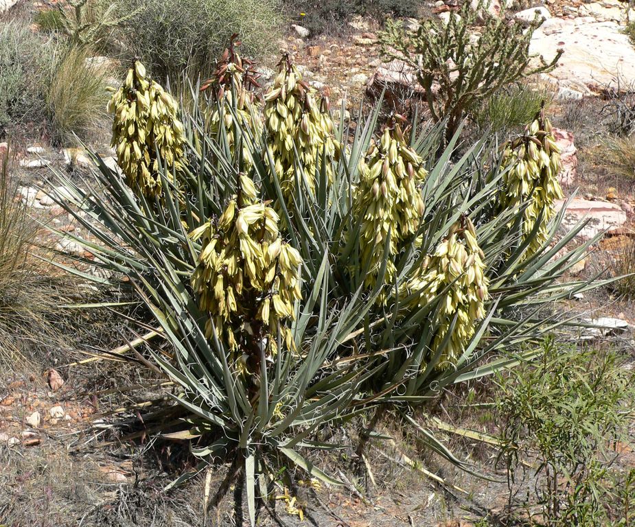 Iúca baccata (Yucca baccata)