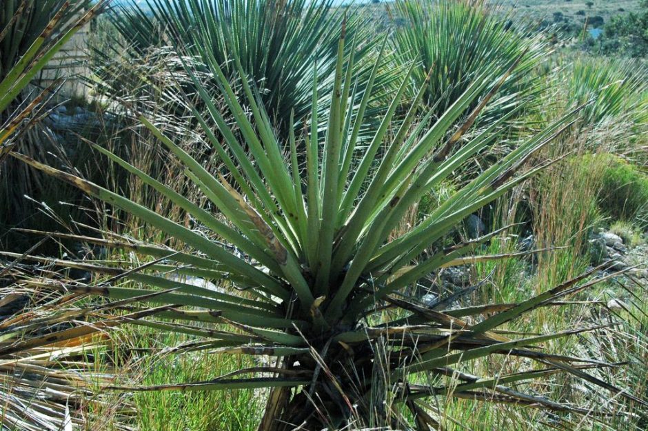 Como plantar Iúca baccata (Yucca baccata)_1