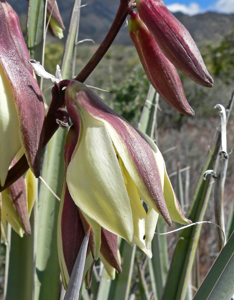 Onde plantar Iúca baccata (Yucca baccata)_2