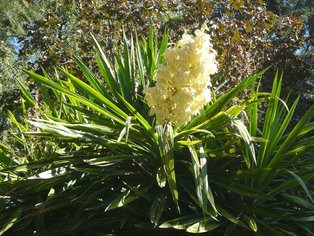 Iúca elephantipes (Yucca elephantipes)