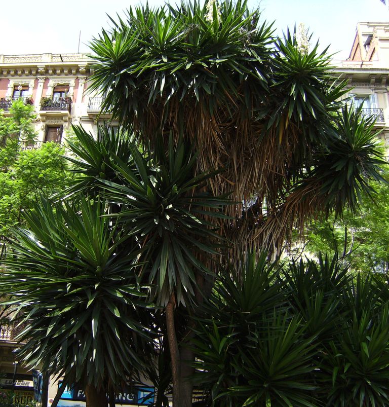Como plantar Iúca elephantipes (Yucca elephantipes)_1