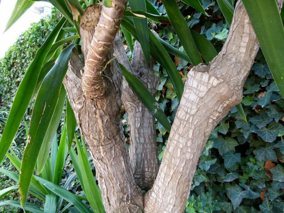 Onde plantar Iúca elephantipes (Yucca elephantipes)_2