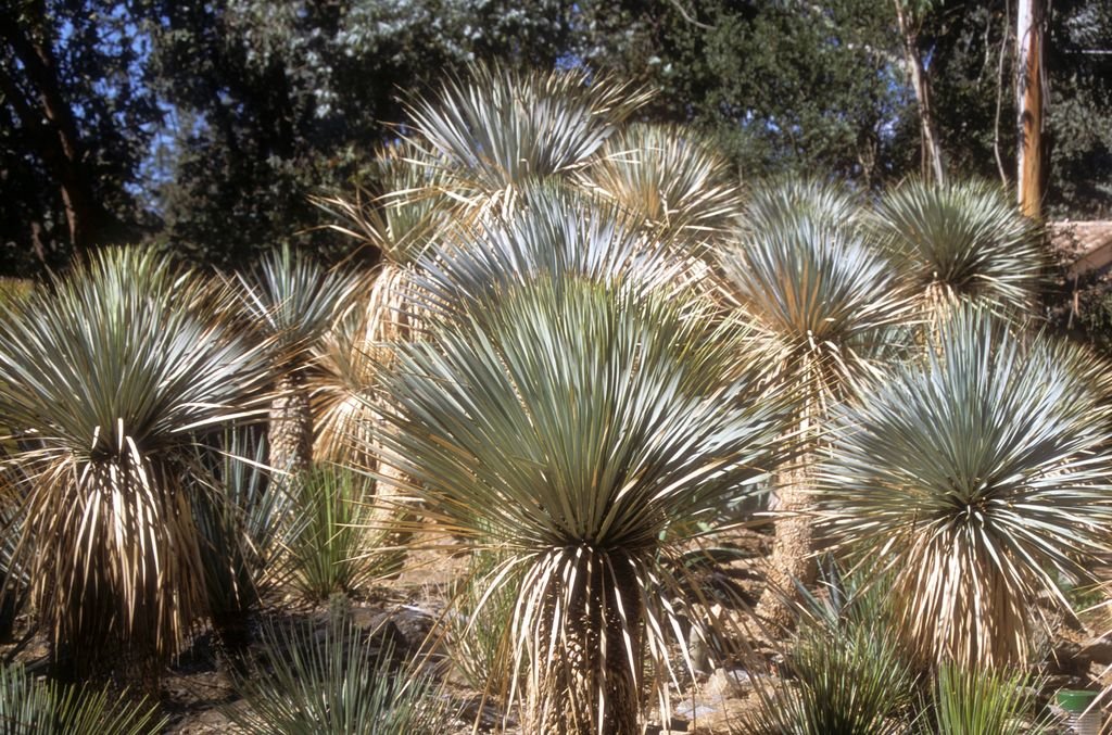 Iúca rostrata (Yucca rostrata)