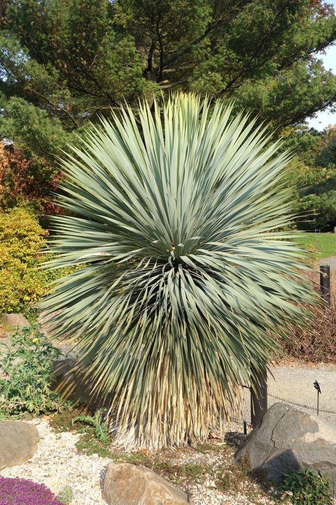 Como plantar Iúca rostrata (Yucca rostrata)_1