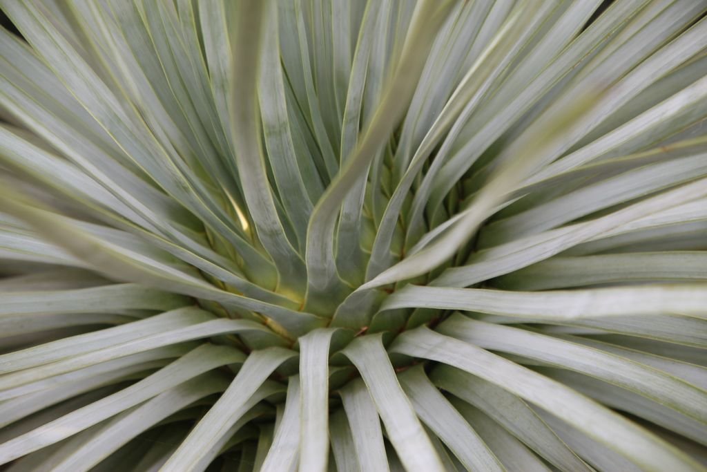 Iúca whipplei (Yucca whipplei)