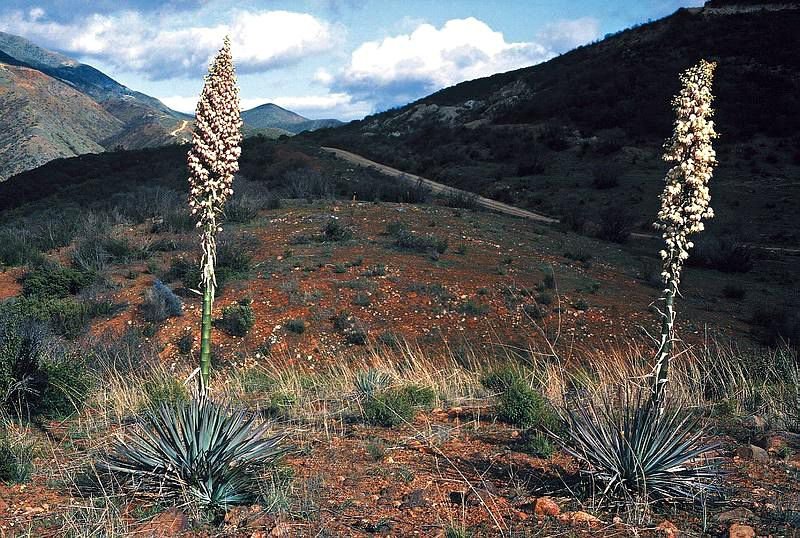 Como plantar Iúca whipplei (Yucca whipplei)_1
