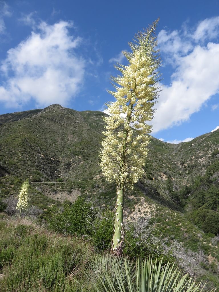 Onde plantar Iúca whipplei (Yucca whipplei)_2
