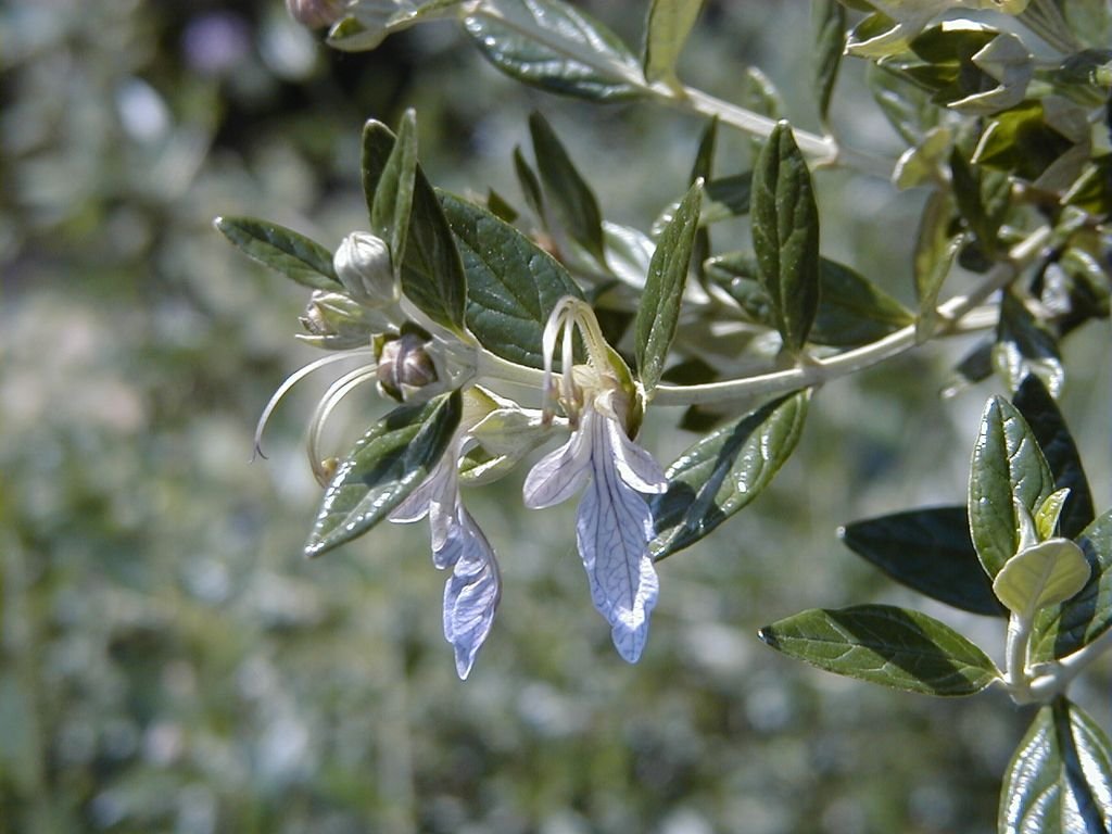 Mato-branco (Teucrium fruticans)