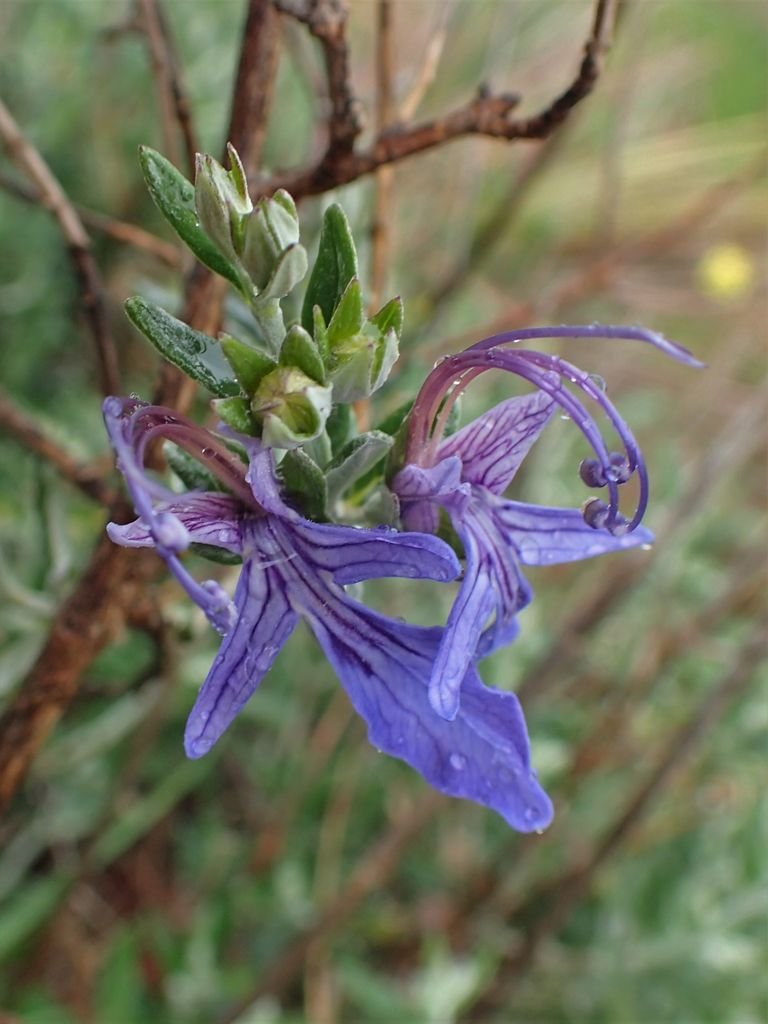 Como plantar Mato-branco (Teucrium fruticans)_1
