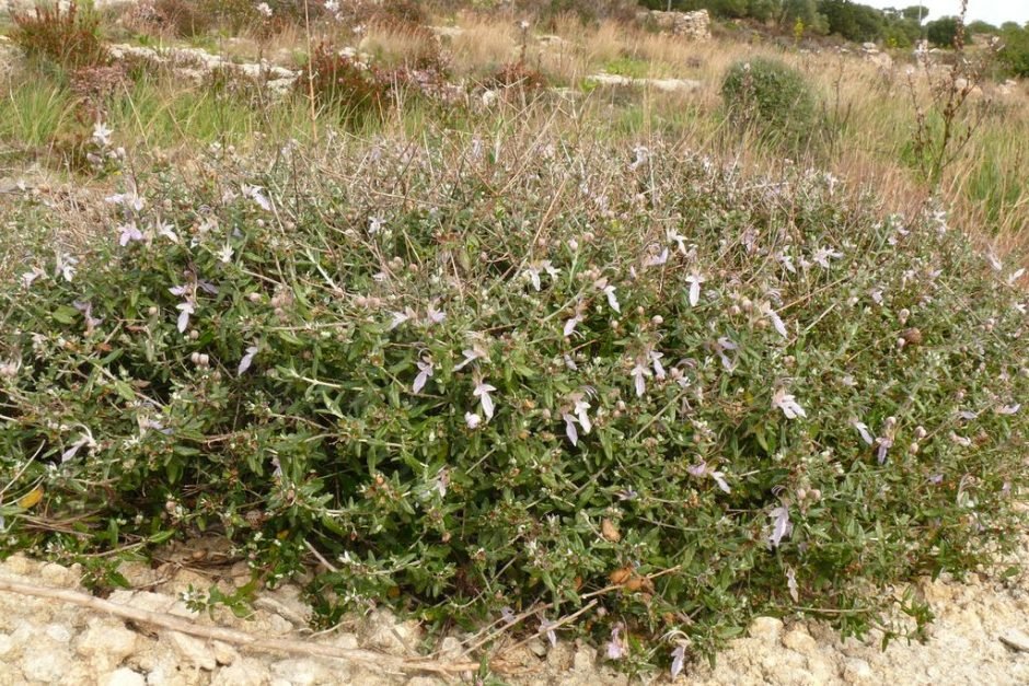 Onde plantar Mato-branco (Teucrium fruticans)_2