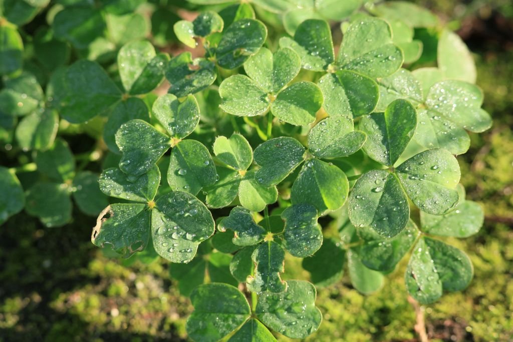 Oca (Oxalis tuberosa)