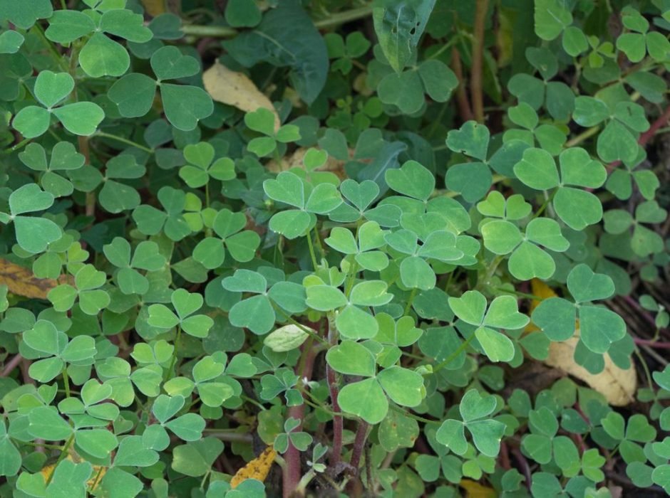 Como plantar Oca (Oxalis tuberosa)_1