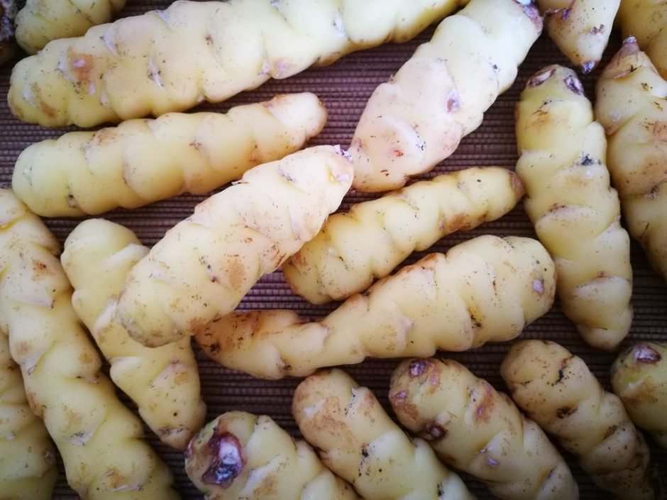 Onde plantar Oca (Oxalis tuberosa)_2