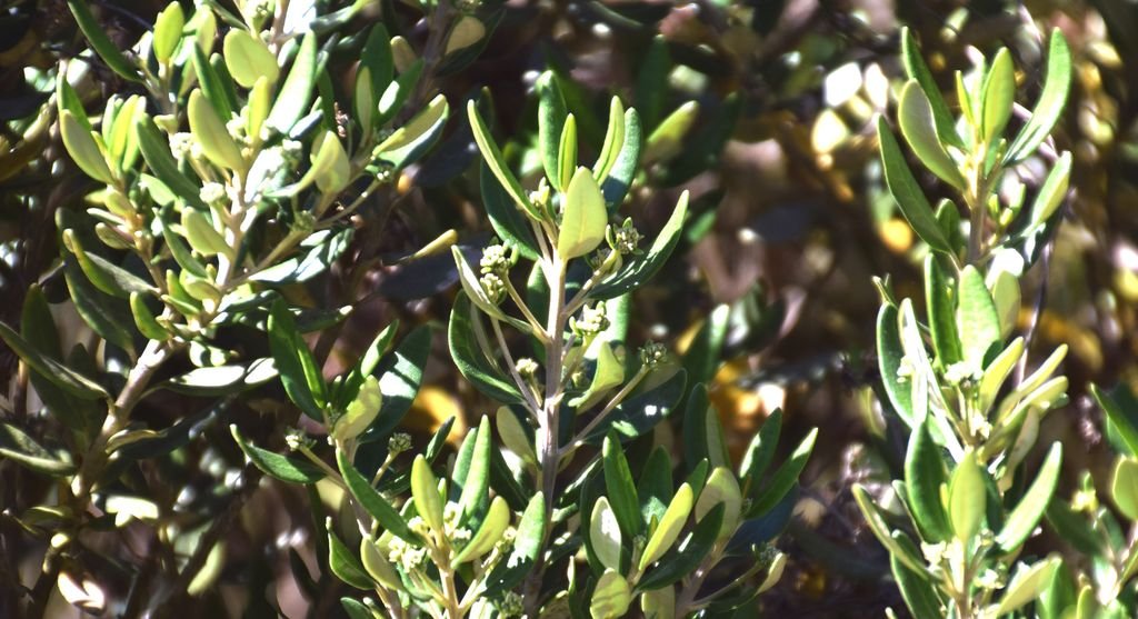 Olearia × haastii (Olearia × haastii)