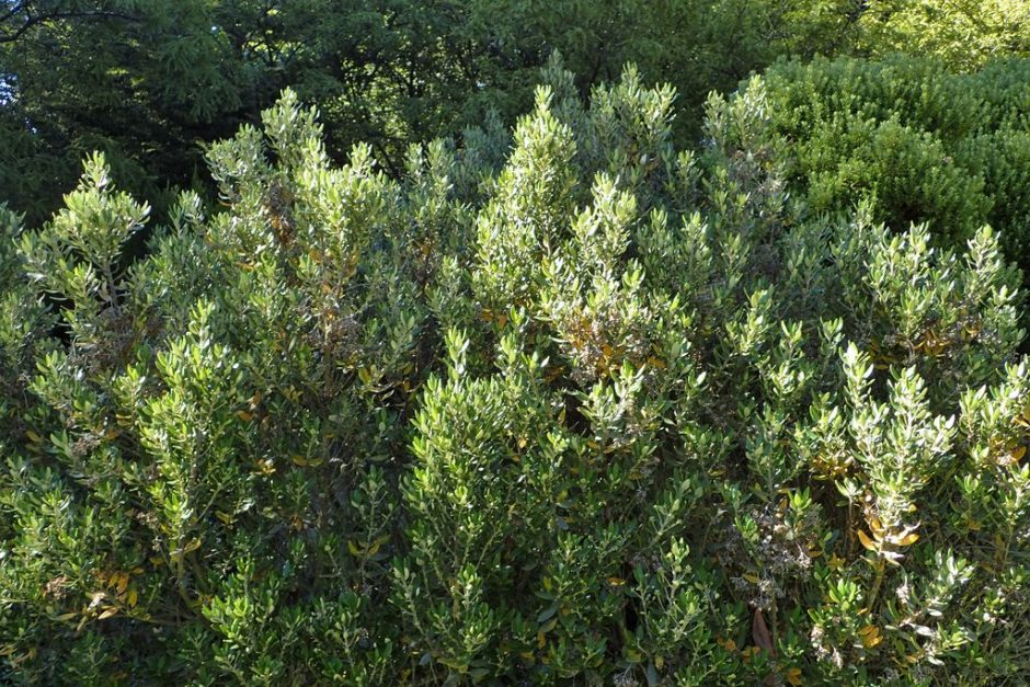 Onde plantar Olearia × haastii (Olearia × haastii)_2