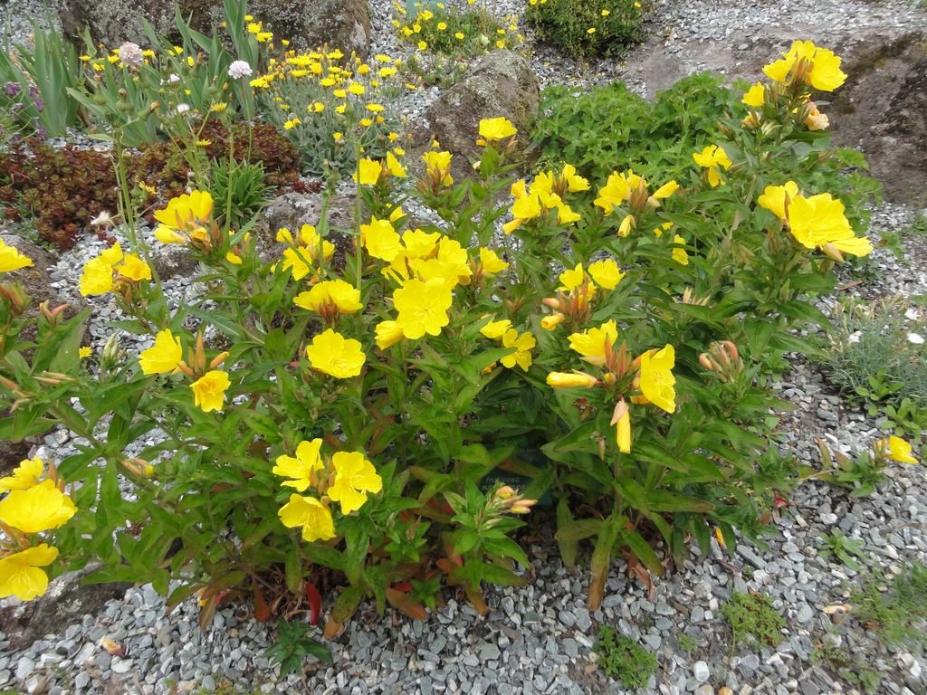 Onagra glauca (Oenothera fruticosa subsp. glauca)