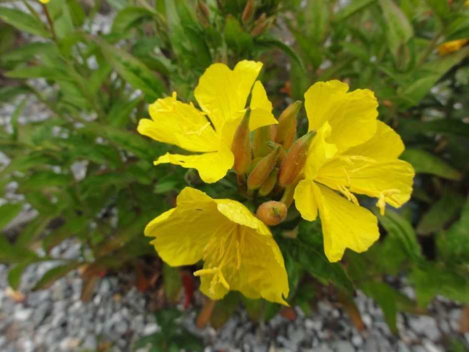 Como plantar Onagra glauca (Oenothera fruticosa subsp. glauca)_1