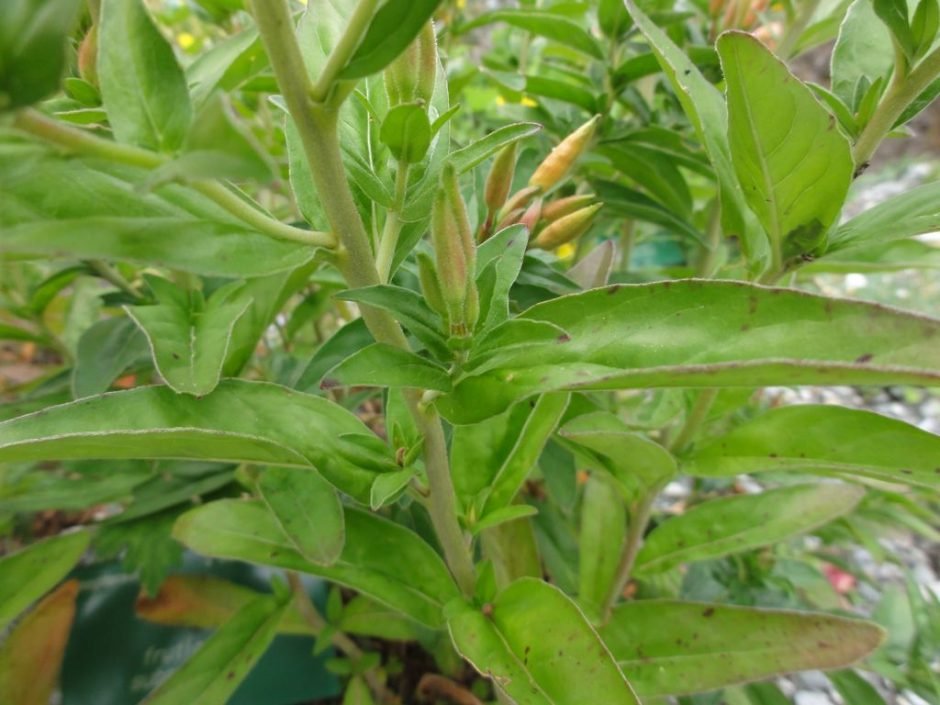 Onde plantar Onagra glauca (Oenothera fruticosa subsp. glauca)_2