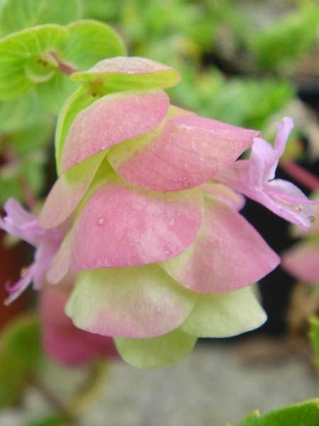 Orégão 'Barbara Tingey' (Origanum 'Barbara Tingey')