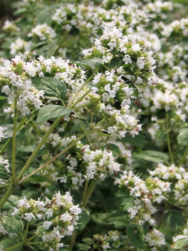 Orégão 'Country Cream' (Origanum vulgare 'Country Cream')