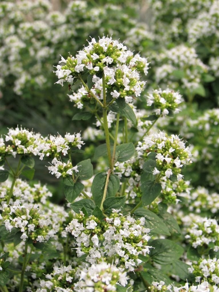 Como plantar Orégão 'Country Cream' (Origanum vulgare 'Country Cream')_1