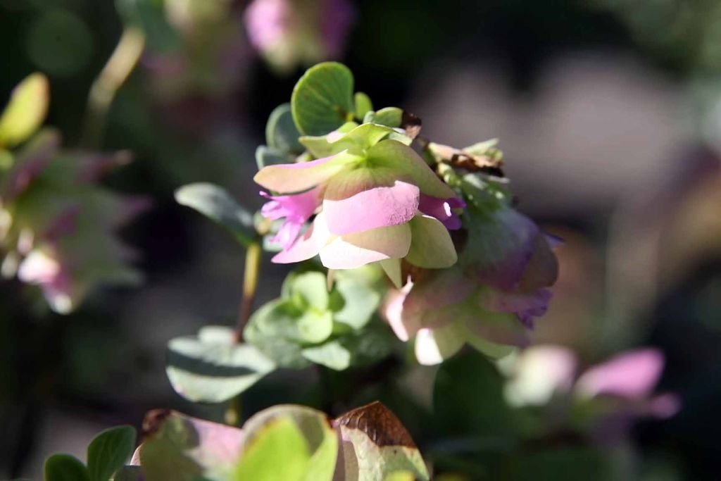 Orégão 'Kent Beauty' (Origanum 'Kent Beauty')