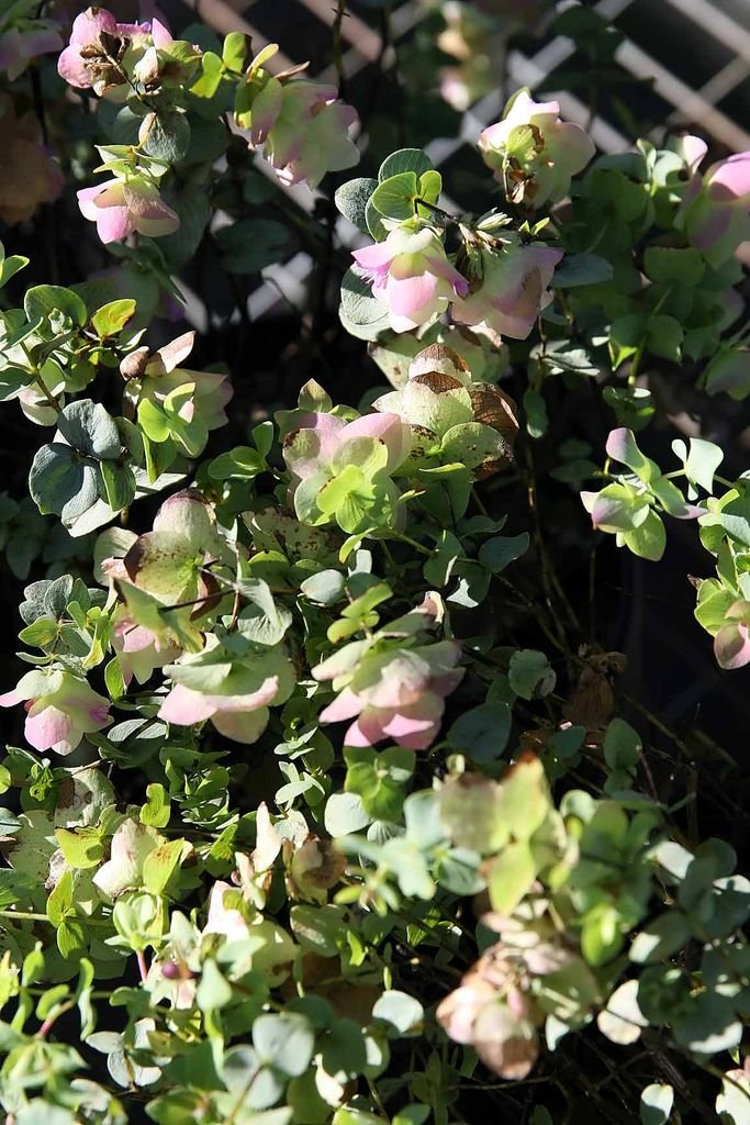 Como plantar Orégão 'Kent Beauty' (Origanum 'Kent Beauty')_1