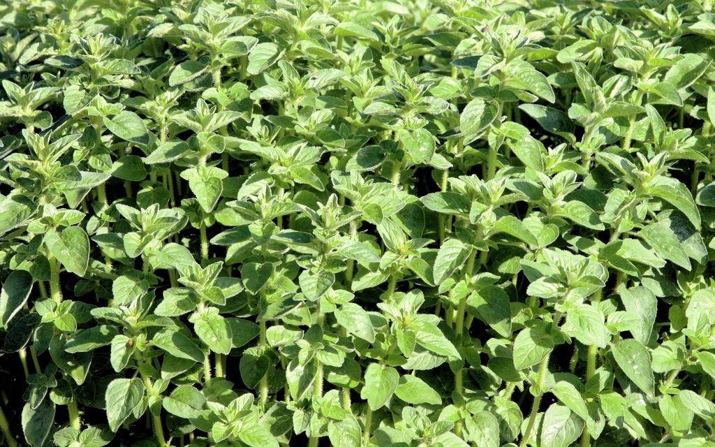 Orégão (Origanum vulgare)