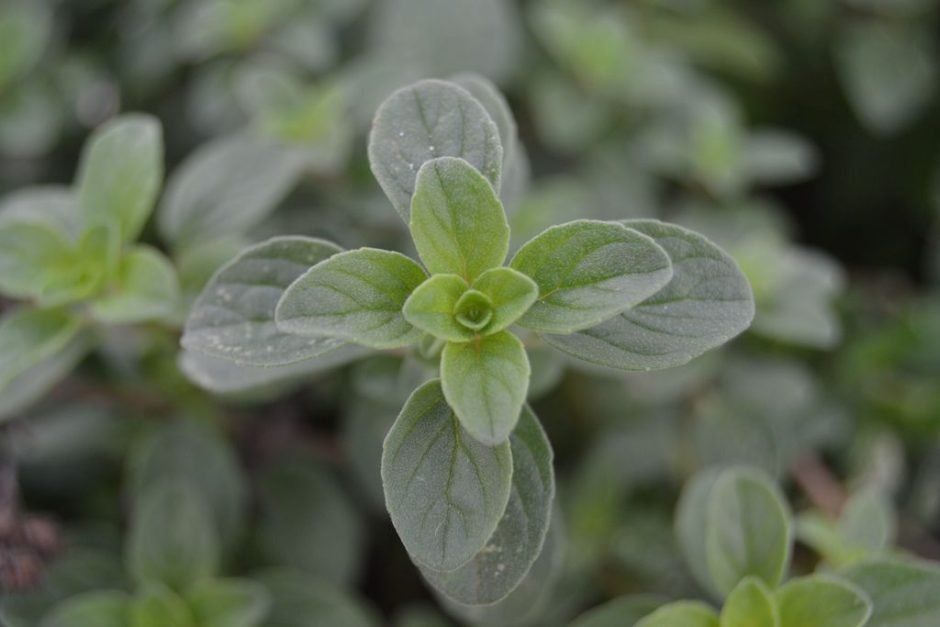 Onde plantar Orégão (Origanum vulgare)_2