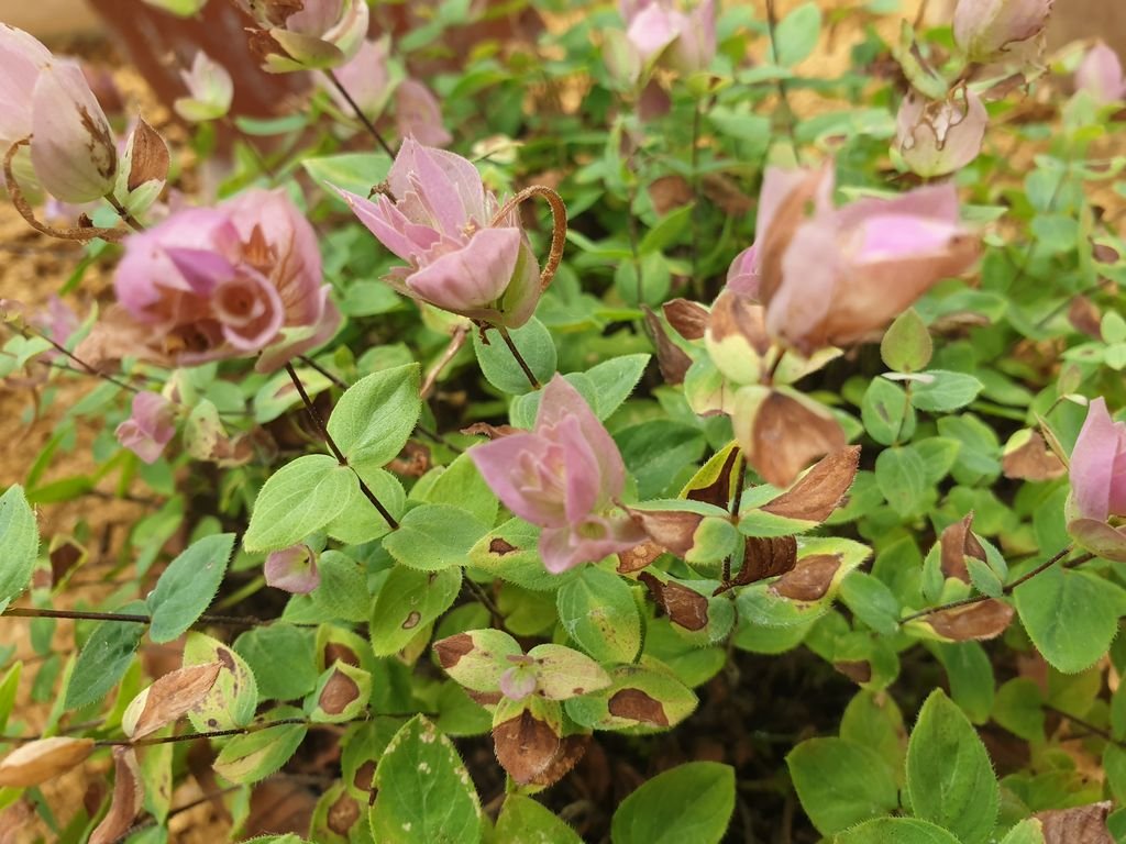Orégão amanum (Origanum amanum)