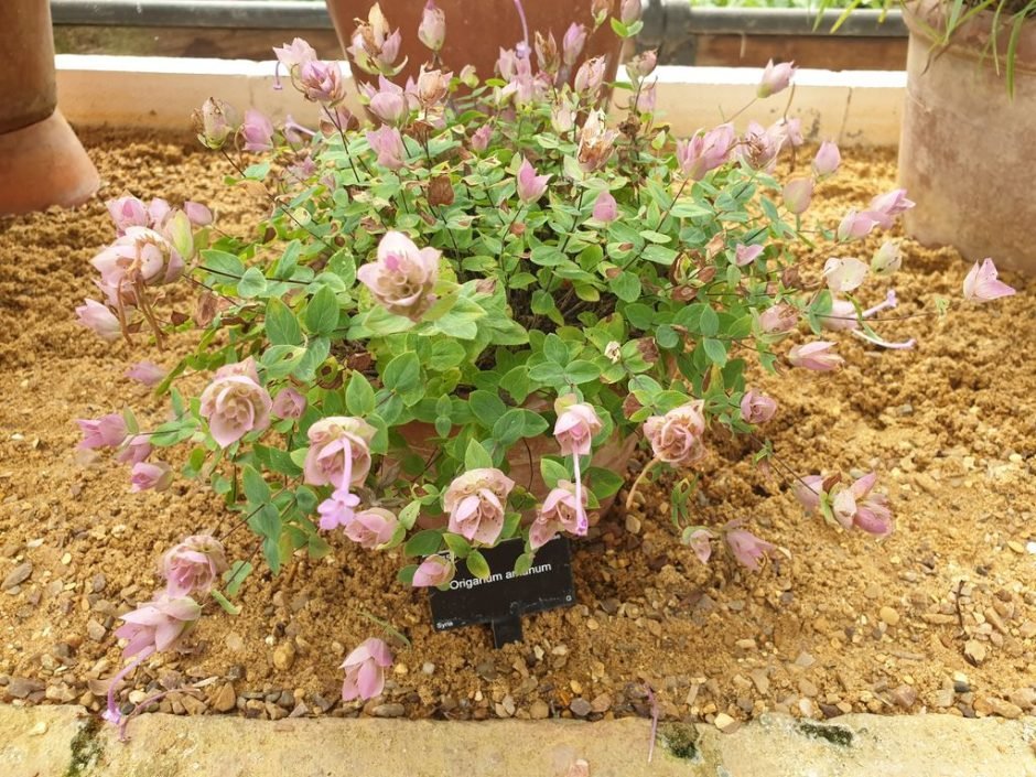 Como plantar Orégão amanum (Origanum amanum)_1