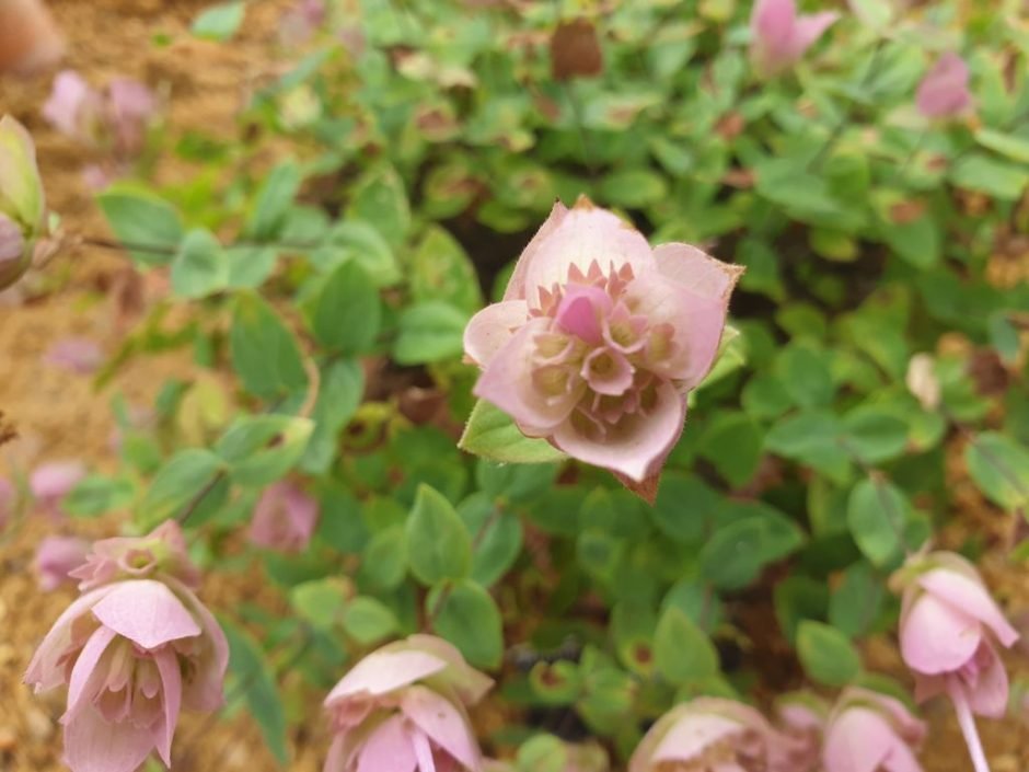 Onde plantar Orégão amanum (Origanum amanum)_2