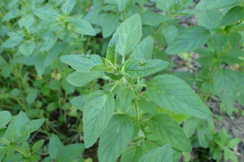 Orégão laevigatum (Origanum laevigatum)