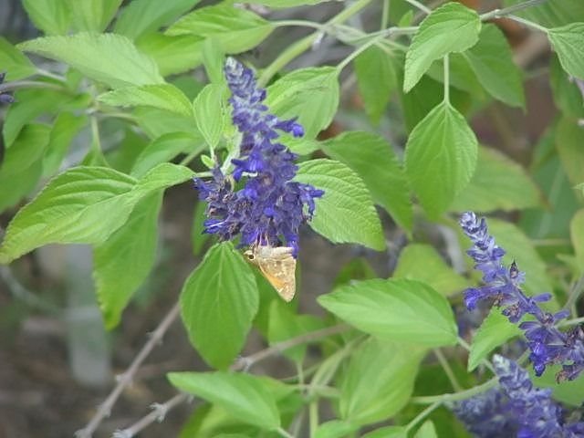 Como plantar Orégão laevigatum (Origanum laevigatum)_1