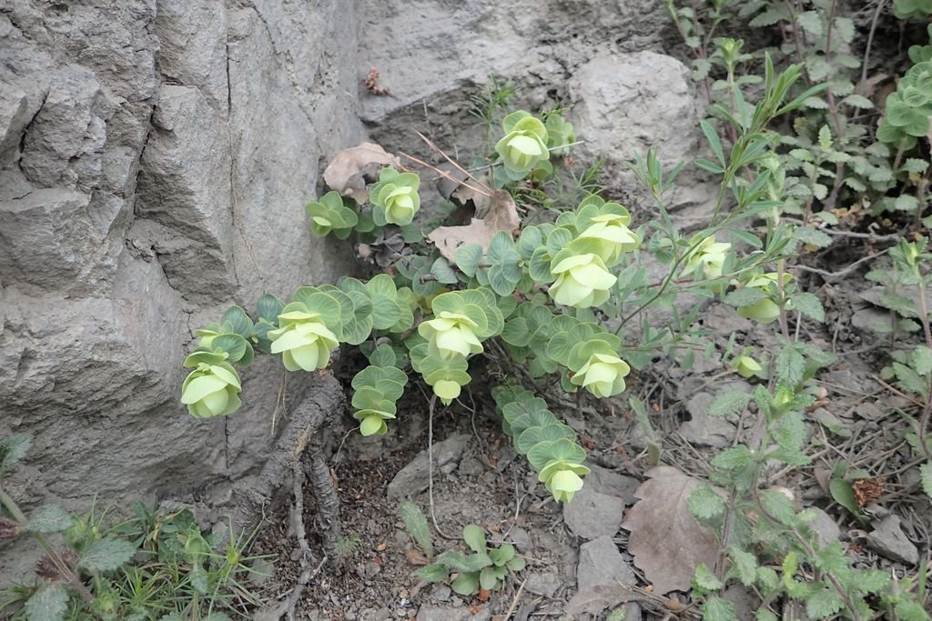 Orégão rotundifolium (Origanum rotundifolium)