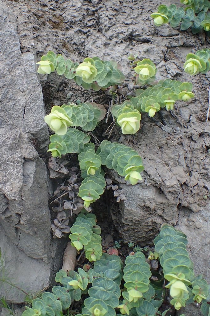Como plantar Orégão rotundifolium (Origanum rotundifolium)_1