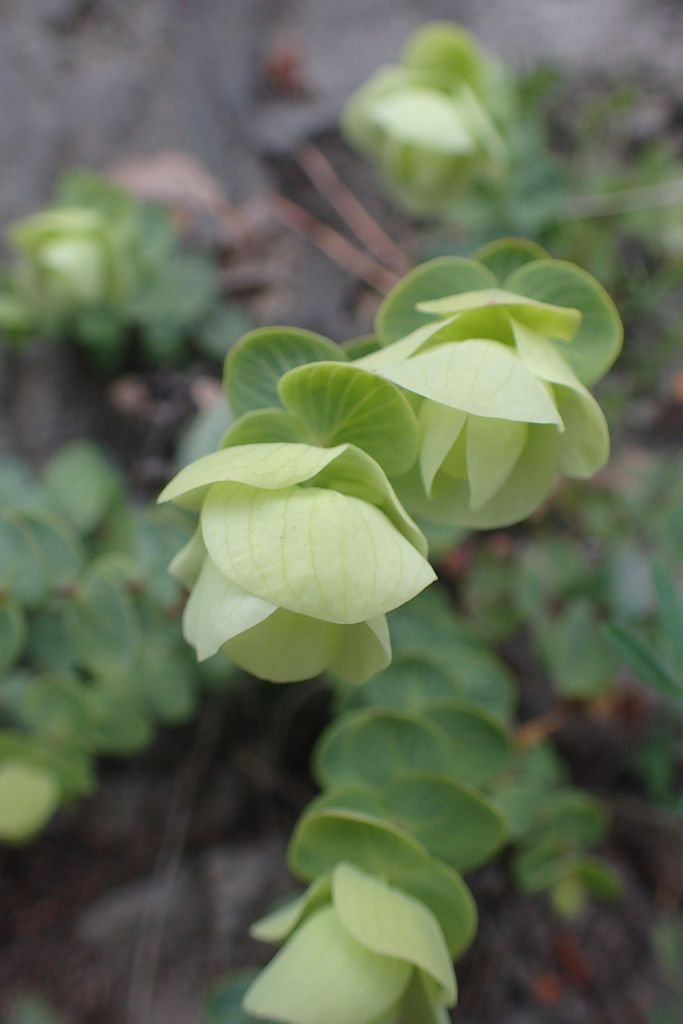 Onde plantar Orégão rotundifolium (Origanum rotundifolium)_2