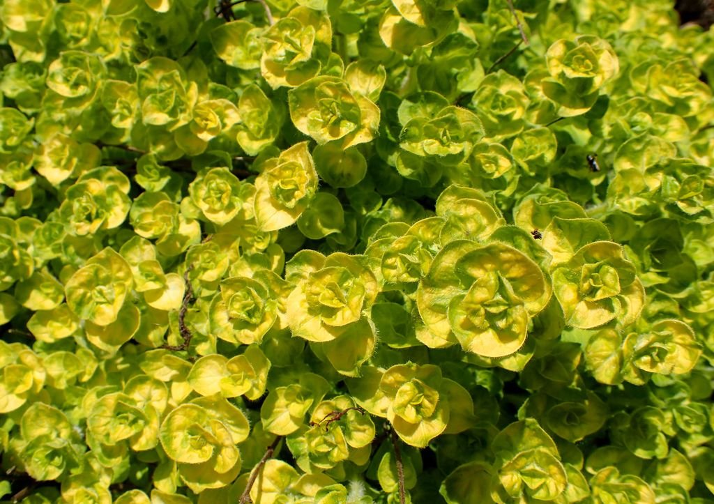 Orégão vulgare 'Aureum' (Origanum vulgare 'Aureum')